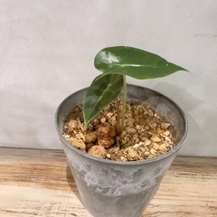 アロカシア・鉢グレーの画像