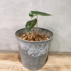 アロカシア・鉢グレーの画像