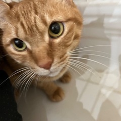 茶トラ女子⭐️キラリちゃん