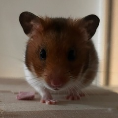 キンクマ ハムスター用品