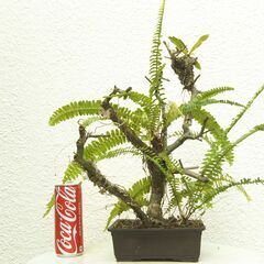 枯れ木のタマシダの画像