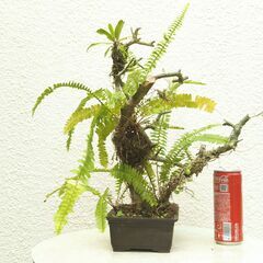 枯れ木のタマシダの画像