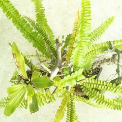 枯れ木のタマシダの画像