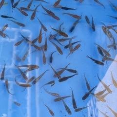 メダカ178の画像
