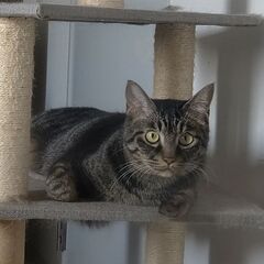 超イケにゃんの黒キジ君