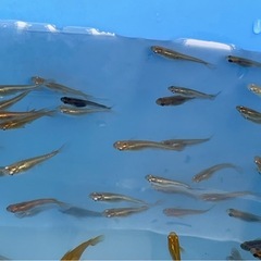 メダカ178の画像