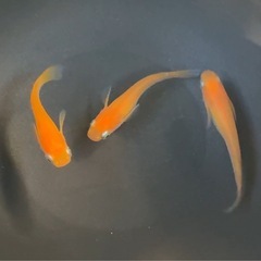 小野皇帝　今年の夏生まれのメダカの画像