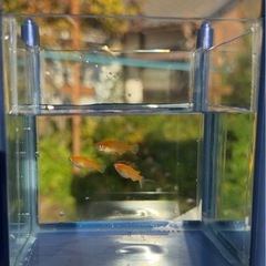 小野皇帝　今年の夏生まれのメダカの画像
