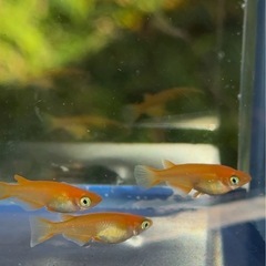 小野皇帝　今年の夏生まれのメダカの画像