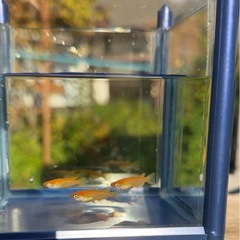 小野皇帝　今年の夏生まれのメダカの画像