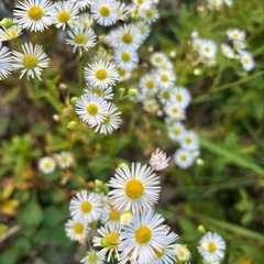 ススキで箒を作りたい会