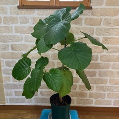 ウンベラータ　高さ約78cmの画像