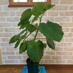 ウンベラータ　高さ約78cmの画像