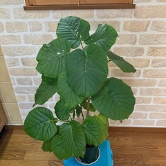 ウンベラータ　高さ約78cmの画像