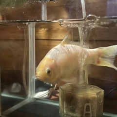 ［決まりました］金魚もらってくれませんかの画像