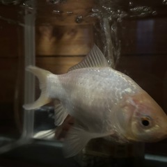 ［決まりました］金魚もらってくれませんかの画像