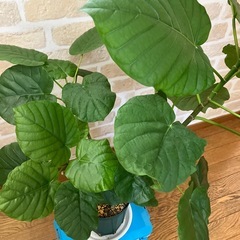 【お取引中】ウンベラータ　高さ約70cmの画像