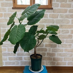 【お取引中】ウンベラータ　高さ約70cmの画像