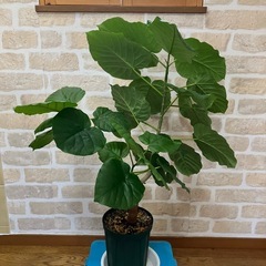 【お取引中】ウンベラータ　高さ約70cmの画像