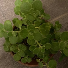 アロマティカス　ゴキブリが嫌うハーブの画像