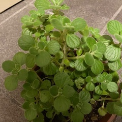 アロマティカス　ゴキブリが嫌うハーブの画像