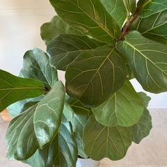 カシワバゴムの木　バンビーノの画像