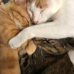 切羽詰まっております。キャットフードのご支援お願い出来ませ…