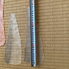 佐賀関　大ざは　皮
の画像