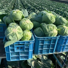 兵庫県 淡路島産 松波 キャベツ L 8個 10kg前後 南あわじ市まで取りにこられる方限定の画像