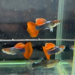 【なかひらぼブリード】レッドテールタキシード（1ペア」）の画像