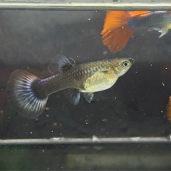 【なかひらぼブリード】レッドテールタキシード（1ペア」）の画像