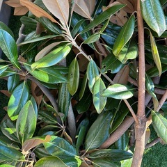 マグノリアの葉　の画像