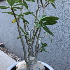 アデニウム　大型の画像