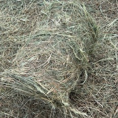 牧草ロール　ポニーの餌　馬の牧草　うさぎの敷きわら　大型犬の敷きわらの画像