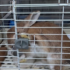 ネザーランドとホーランドロップイヤーのMIX メス