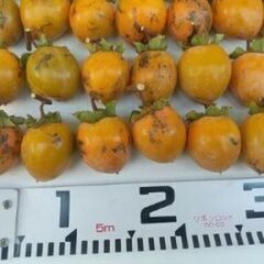 渋柿（愛宕柿）家庭用　干し柿用　約5kg 60個内外の画像