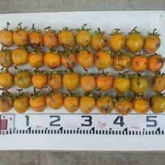 渋柿（愛宕柿）家庭用　干し柿用　約5kg 60個内外の画像