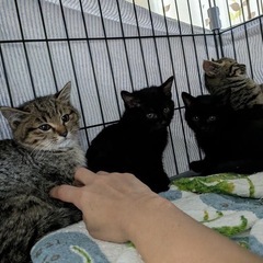 まんまる兄弟！