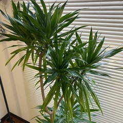 【美品】ドラセナ150cmの画像