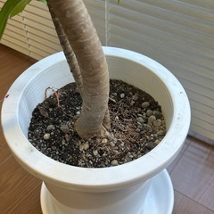 【美品】ドラセナ150cmの画像