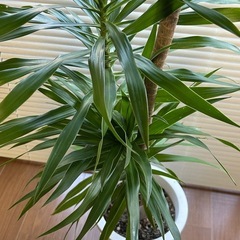 【美品】ドラセナ150cmの画像
