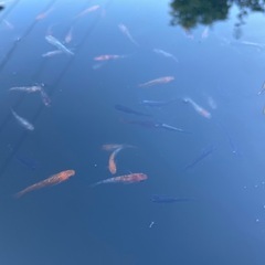 ミックスメダカ100匹の画像