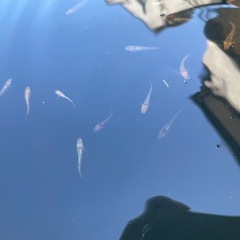 ミックスメダカ100匹の画像