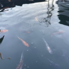 ミックスメダカ100匹の画像