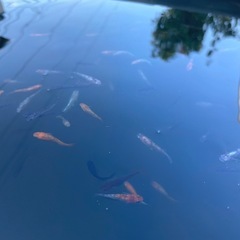 ミックスメダカ100匹の画像