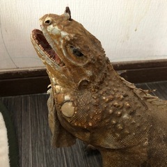 爬虫類　イグアナ　トカゲ　ペット用品の画像