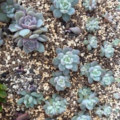 多肉植物の画像