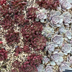 多肉植物の画像