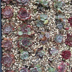 多肉植物の画像