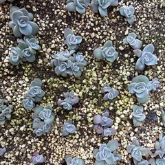 多肉植物の画像